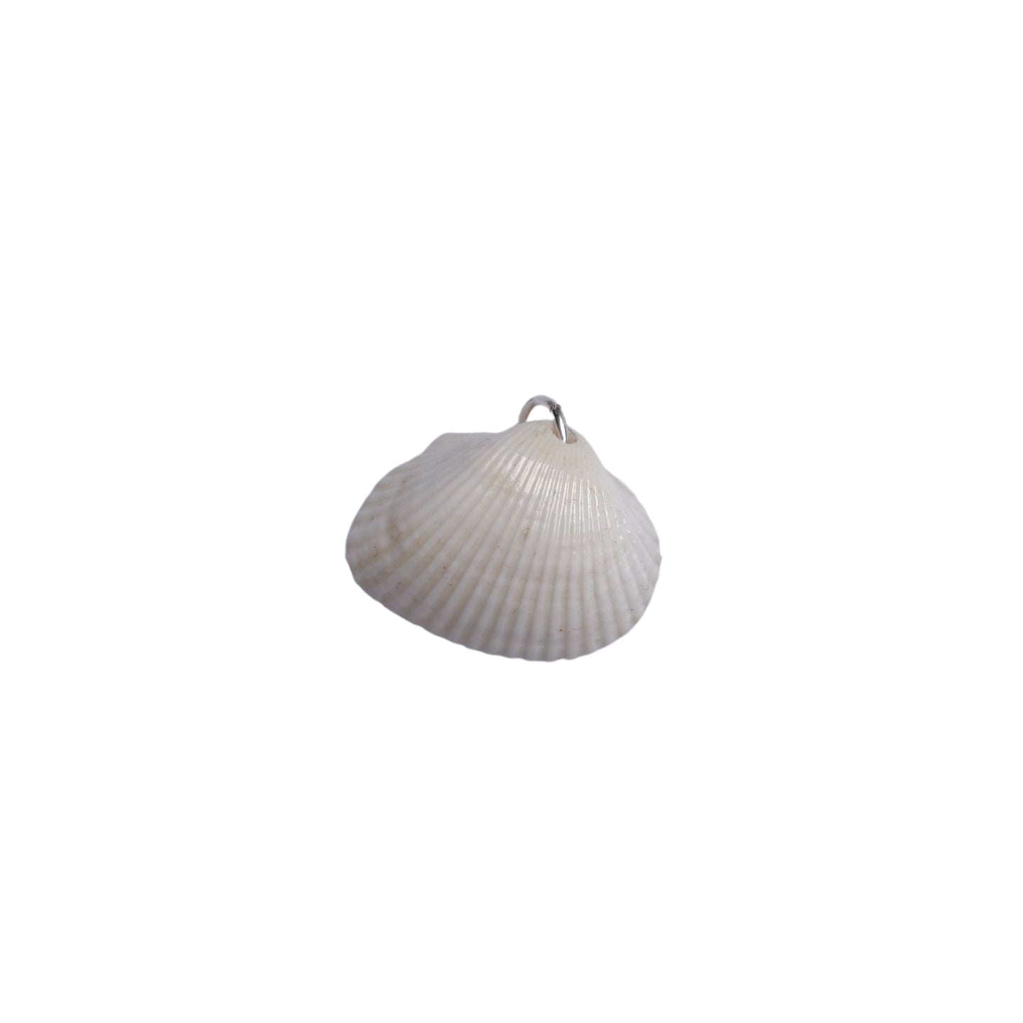 Medium Rose Clam Seashell Charm No. 06